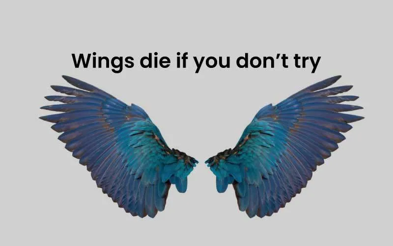 wings-die-if-you-dont-try